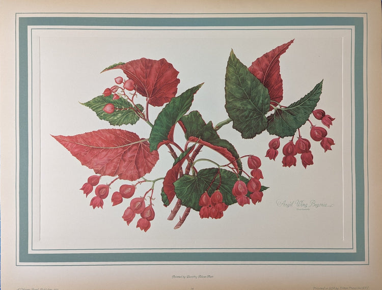 Angel Wing Begonia by Dorothy Platt | 1950 Vintage Botanical Collotype | Scarlet Begonia Wall Art - Collotype - Pink Flamingos