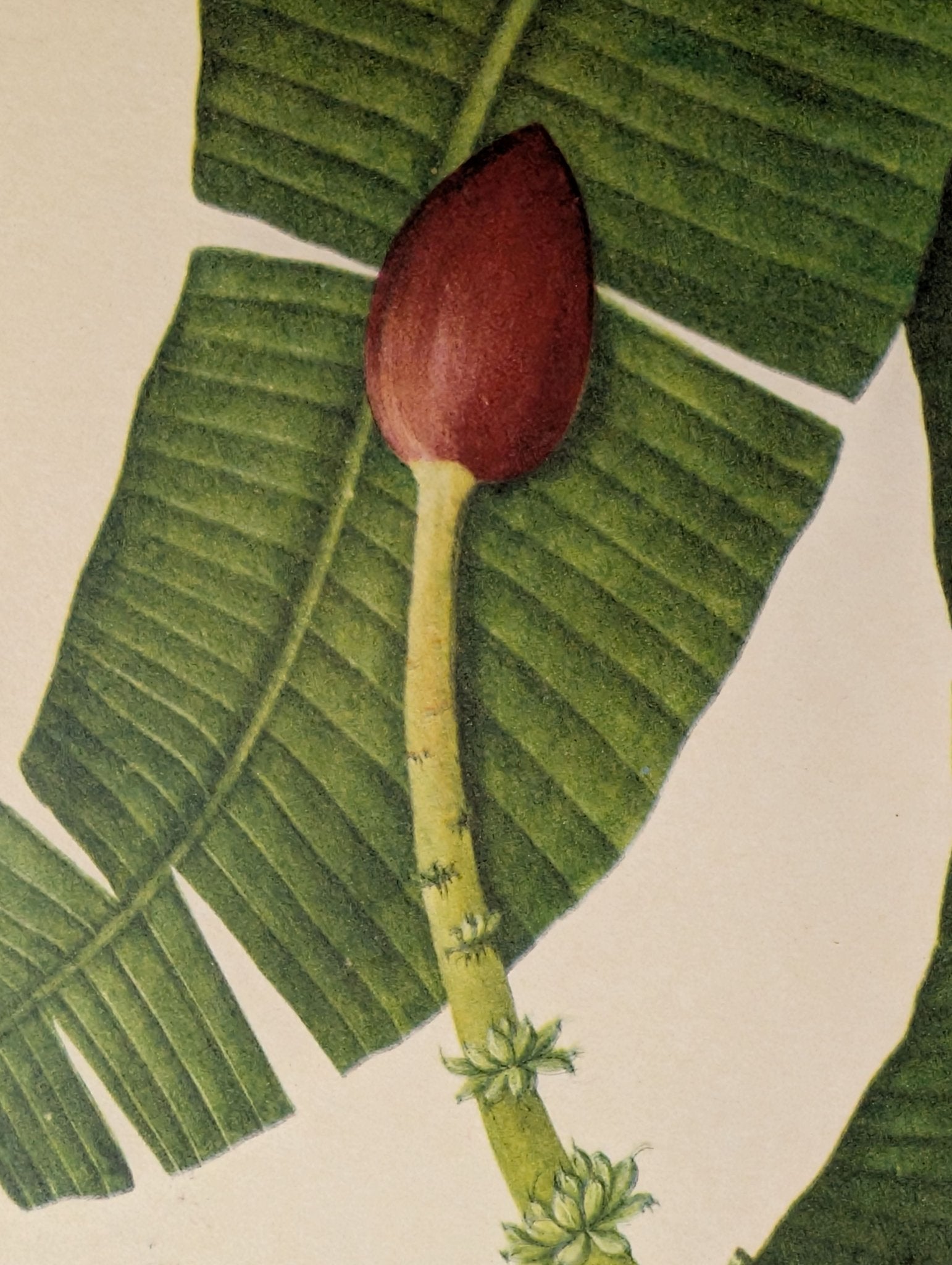 Banana (Plantain) | Unique Vintage Collotype Wall Art c.1950 | Chinese Still Life Print - Collotype - Pink Flamingos