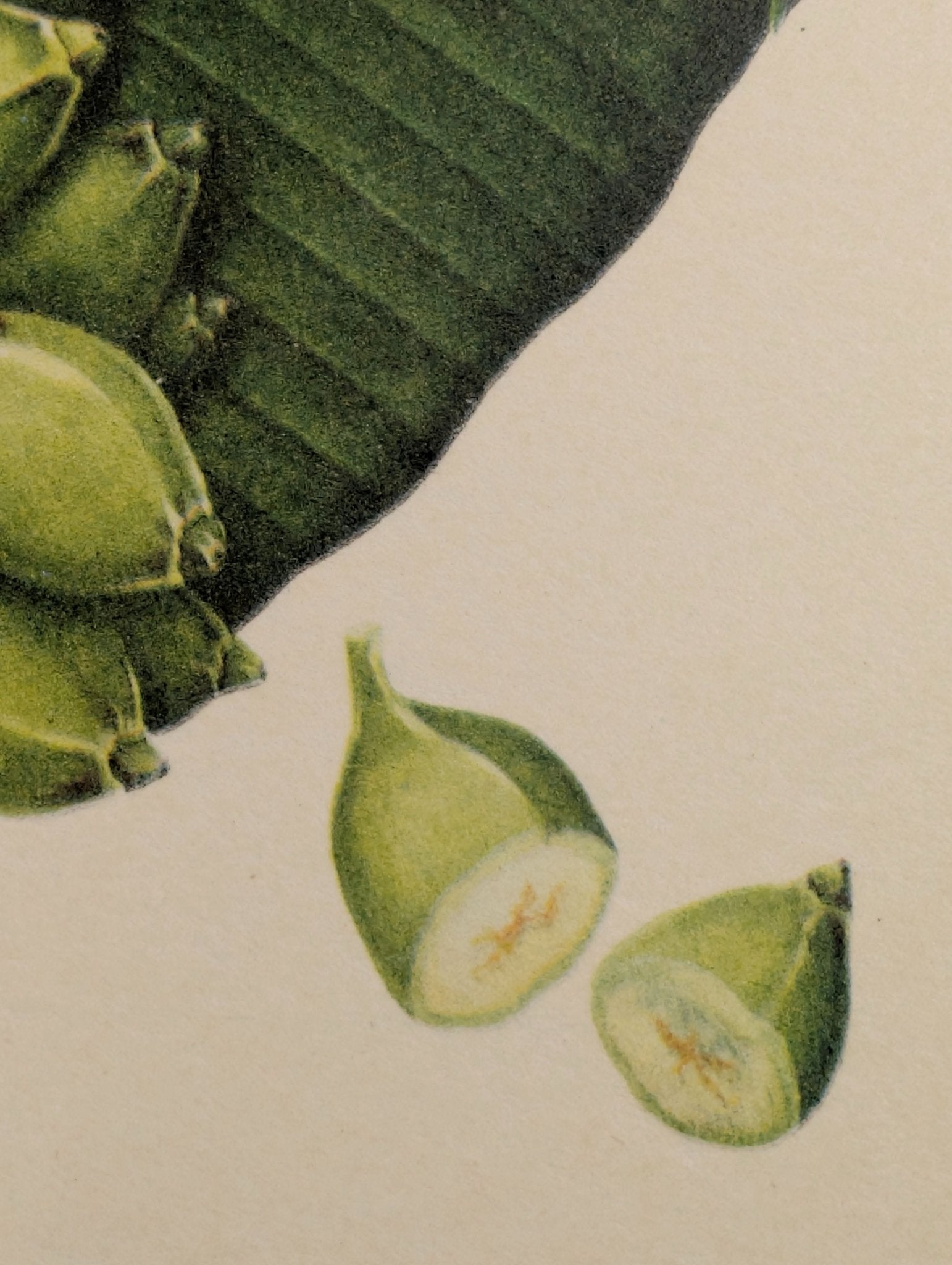 Banana (Plantain) | Unique Vintage Collotype Wall Art c.1950 | Chinese Still Life Print - Collotype - Pink Flamingos