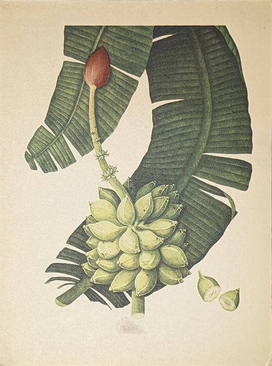 Banana (Plantain) | Unique Vintage Collotype Wall Art c.1950 | Chinese Still Life Print - Collotype - Pink Flamingos