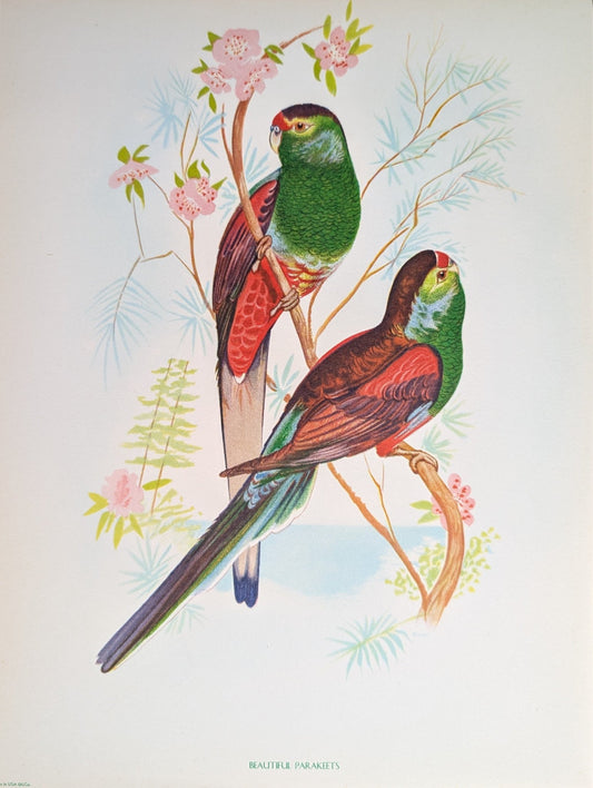 Beautiful Parakeets by Gould | 1940s Vintage Lithograph | Tropical Bird Wall Art - Offset Lithograph - Pink Flamingos
