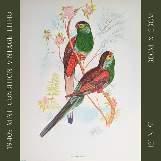 Beautiful Parakeets by Gould | 1940s Vintage Lithograph | Tropical Bird Wall Art - Offset Lithograph - Pink Flamingos
