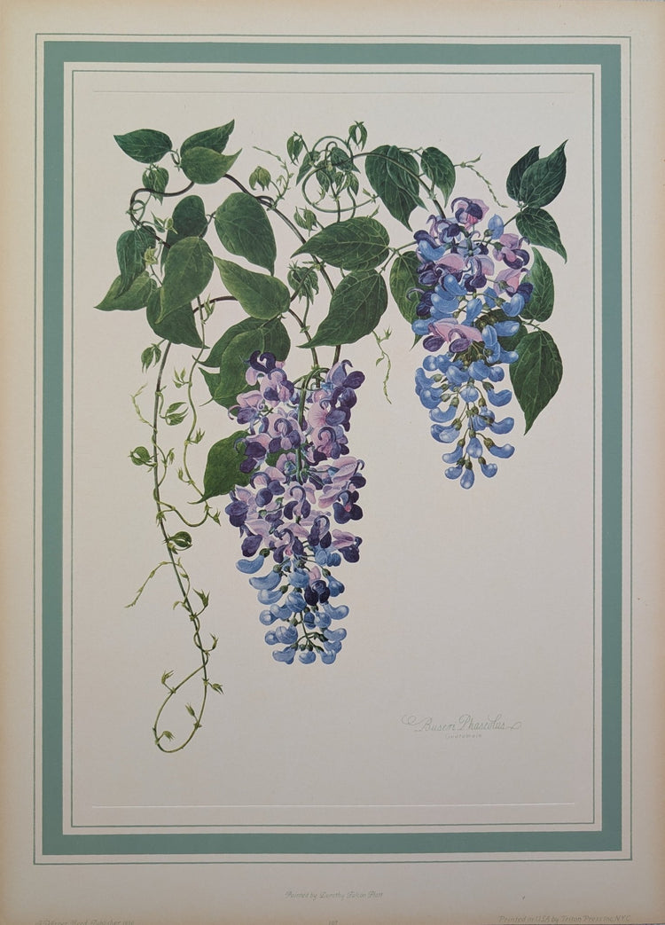 Buseri Phaseolus by Dorothy Platt | 1950 Vintage Botanical Collotype | Climbing Vine Wall Art - Collotype - Pink Flamingos
