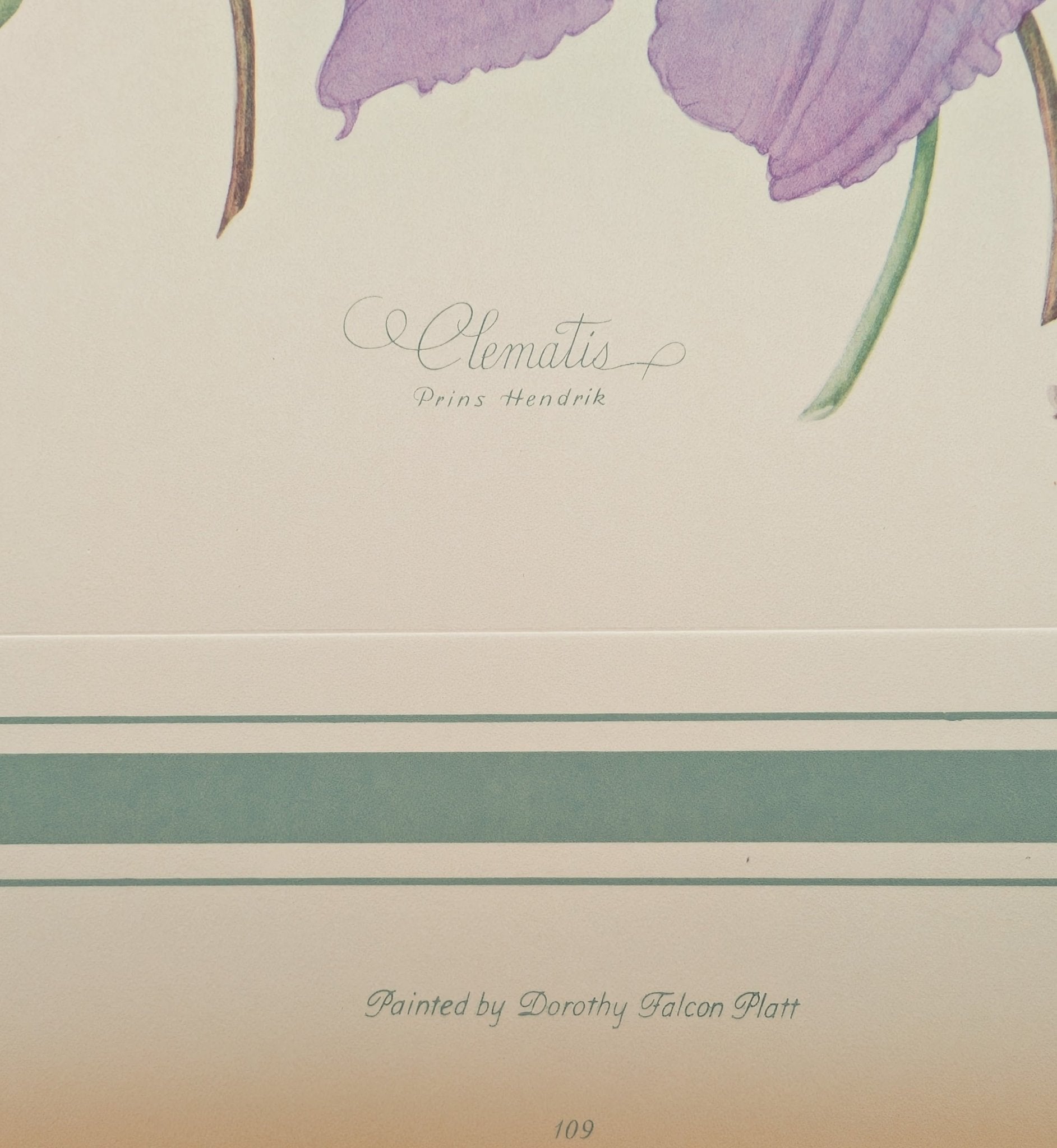 Clematis by Dorothy Platt | 1950 Vintage Botanical Collotype | Queen of Climbers Wall Art - Collotype - Pink Flamingos