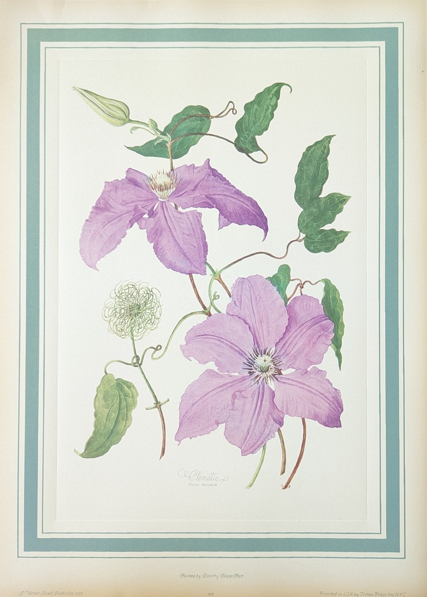 Clematis by Dorothy Platt | 1950 Vintage Botanical Collotype | Queen of Climbers Wall Art - Collotype - Pink Flamingos