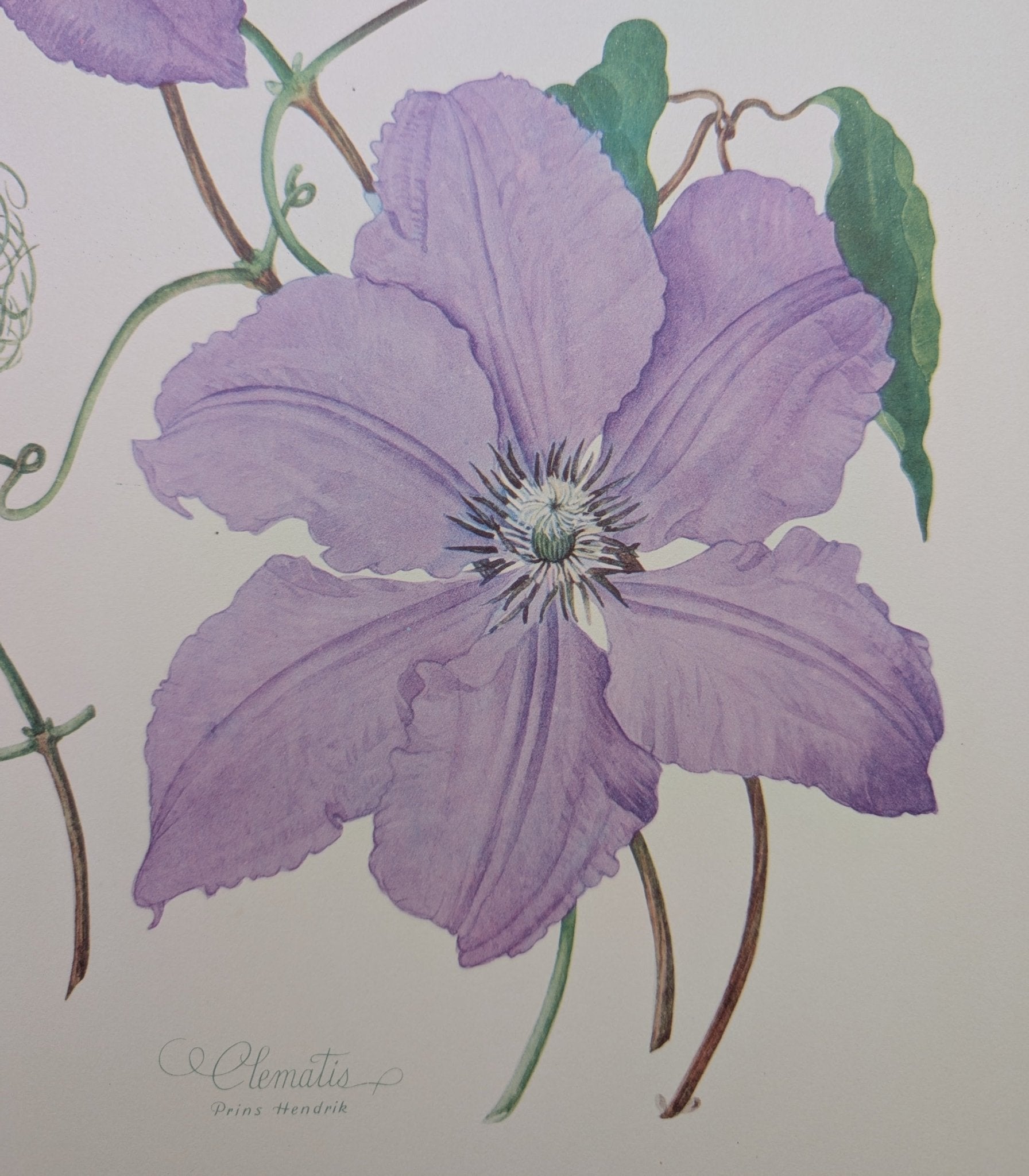 Clematis by Dorothy Platt | 1950 Vintage Botanical Collotype | Queen of Climbers Wall Art - Collotype - Pink Flamingos