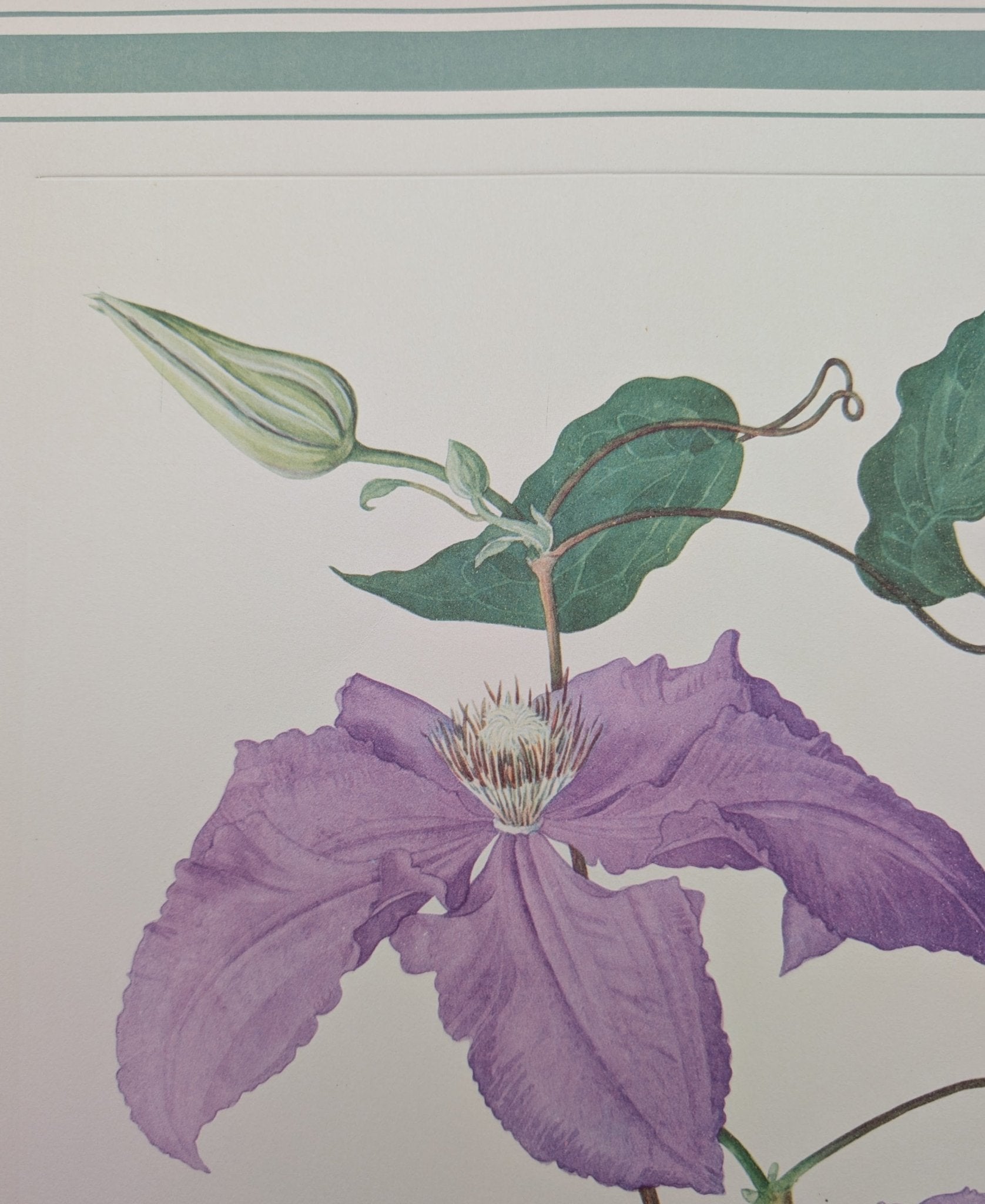 Clematis by Dorothy Platt | 1950 Vintage Botanical Collotype | Queen of Climbers Wall Art - Collotype - Pink Flamingos