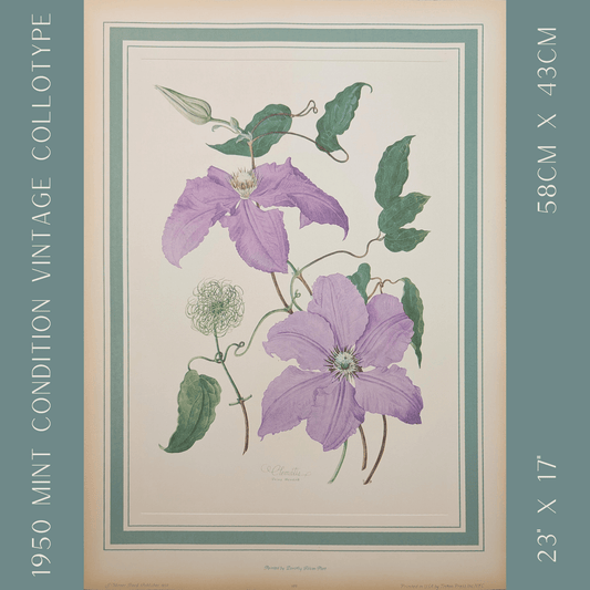 Clematis by Dorothy Platt | 1950 Vintage Botanical Collotype | Queen of Climbers Wall Art - Collotype - Pink Flamingos