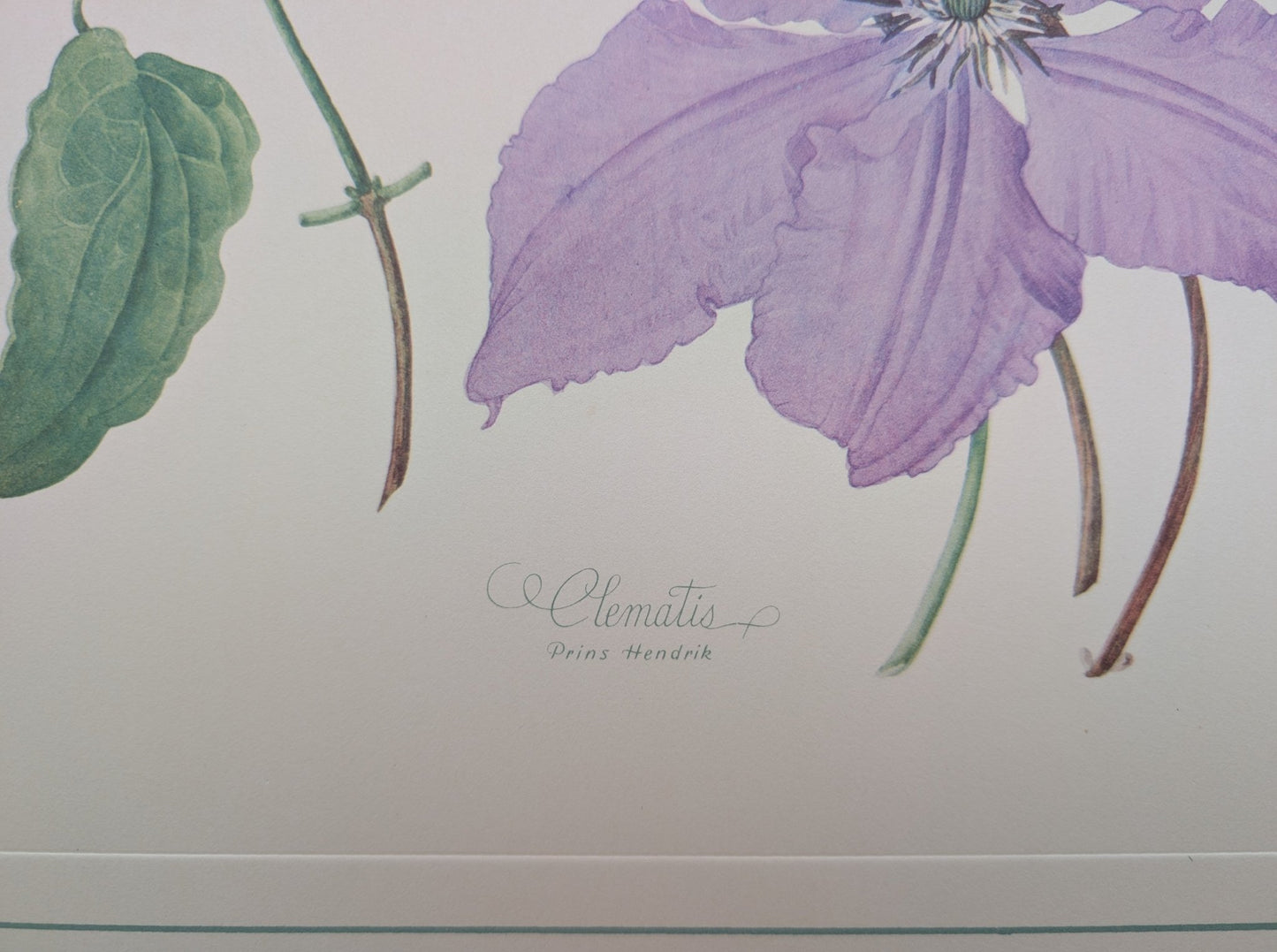 Clematis by Dorothy Platt | 1950 Vintage Botanical Collotype | Queen of Climbers Wall Art - Collotype - Pink Flamingos