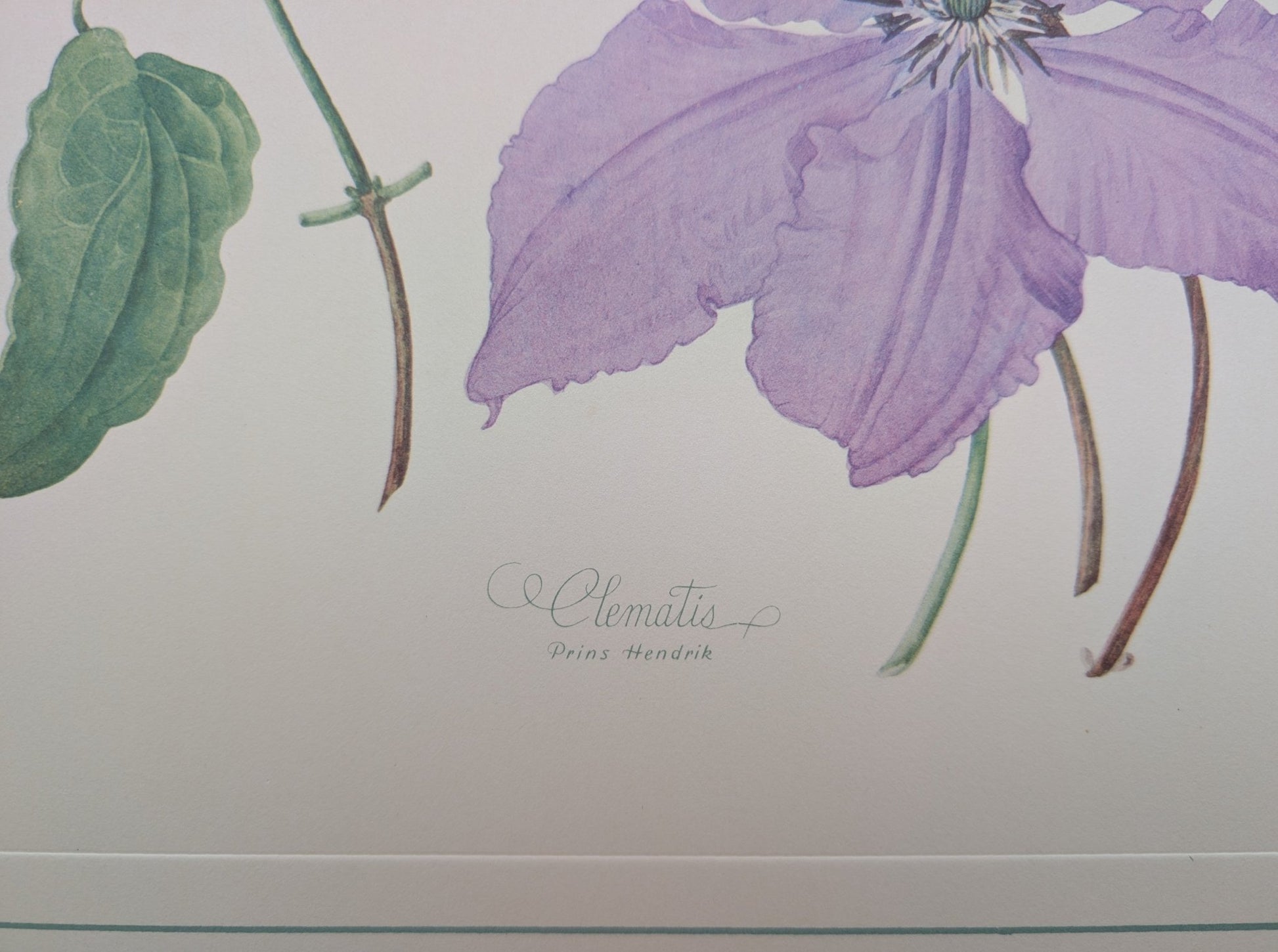 Clematis by Dorothy Platt | 1950 Vintage Botanical Collotype | Queen of Climbers Wall Art - Collotype - Pink Flamingos