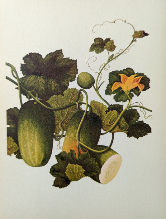 Cucumber | Unique Vintage Collotype Wall Art c.1950 | Chinese Still Life Print - Collotype - Pink Flamingos