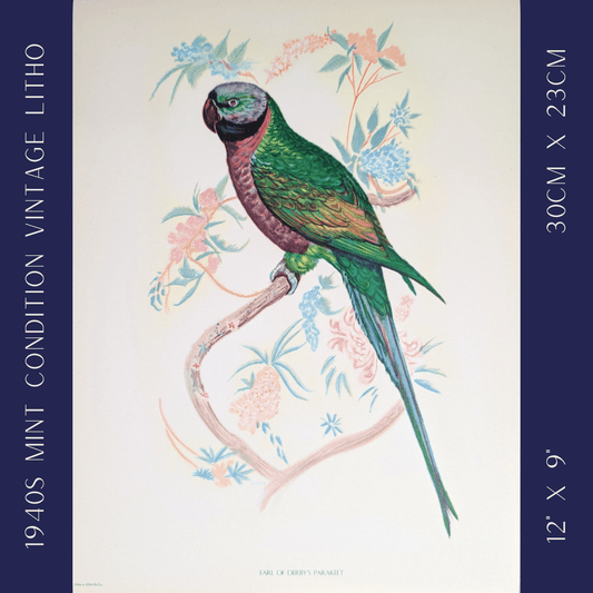 Earl of Derby Parakeet by Gould | 1940s Vintage Lithograph | Tropical Bird Wall Art - Offset Lithograph - Pink Flamingos