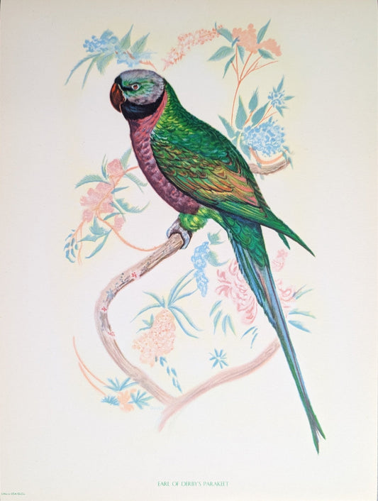 Earl of Derby Parakeet by Gould | 1940s Vintage Lithograph | Tropical Bird Wall Art - Offset Lithograph - Pink Flamingos