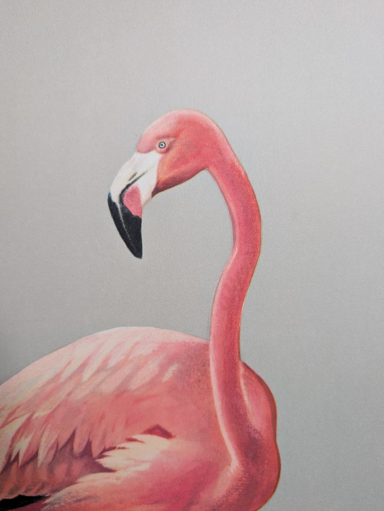 Mid-century flamingo lithograph by Peterson, pairs with Snowy Egrets for gallery wall