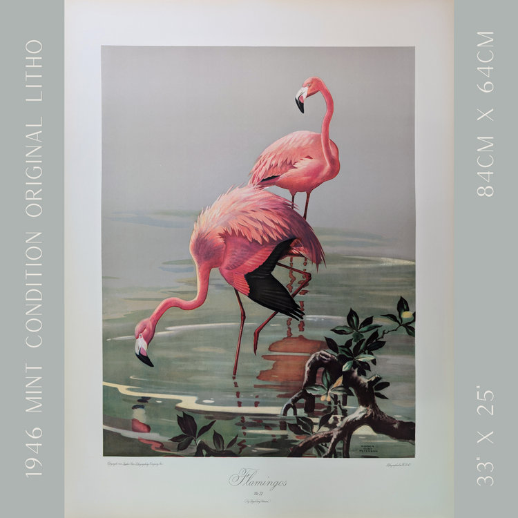 1946 flamingo lithograph by Roger Tory Peterson in Audubon style, mint condition vintage print