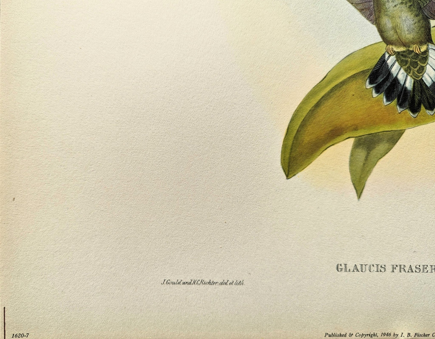 Glaucis Fraseri by Gould, mint condition authentic vintage lithograph printed in the 1940s - Offset Lithograph - Pink Flamingos