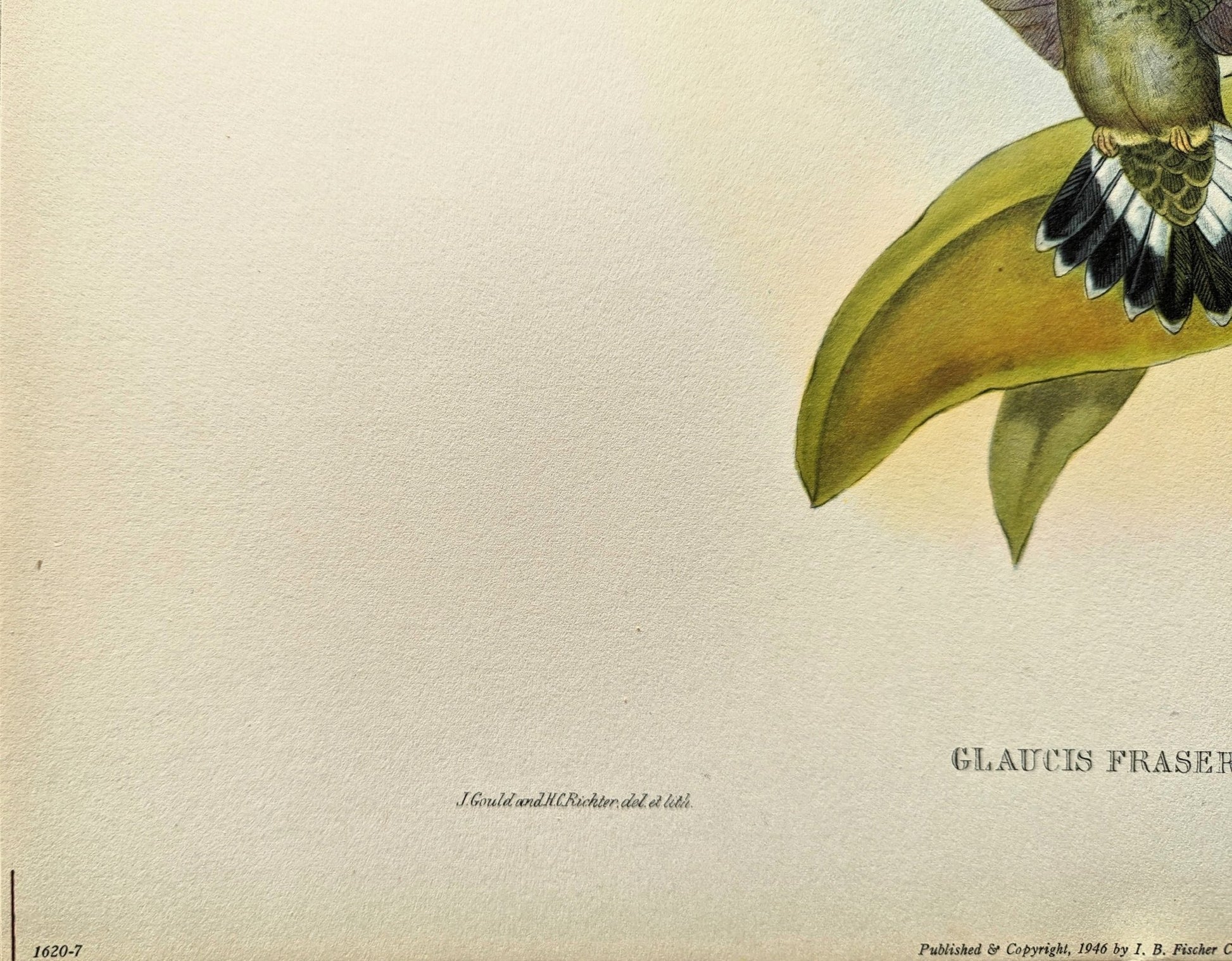 Glaucis Fraseri by Gould, mint condition authentic vintage lithograph printed in the 1940s - Offset Lithograph - Pink Flamingos
