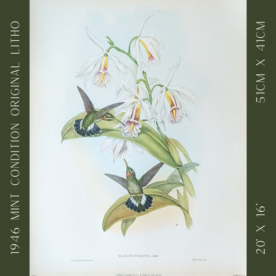 Glaucis Fraseri by Gould, mint condition authentic vintage lithograph printed in the 1940s - Offset Lithograph - Pink Flamingos