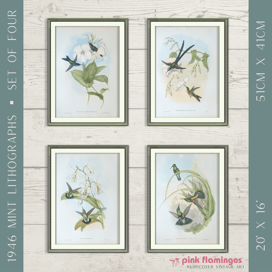 Gould Hummingbird Lithograph Set | 1946 Vintage Bird Prints | Mid - Century Wall Art - Offset Lithograph - Pink Flamingos