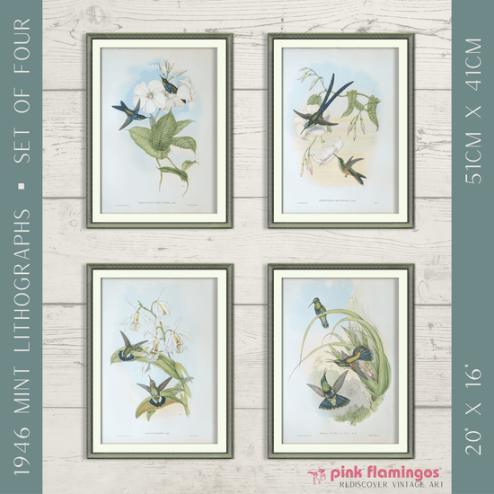 Gould Hummingbird Lithograph Set | 1946 Vintage Bird Prints | Mid - Century Wall Art - Offset Lithograph - Pink Flamingos