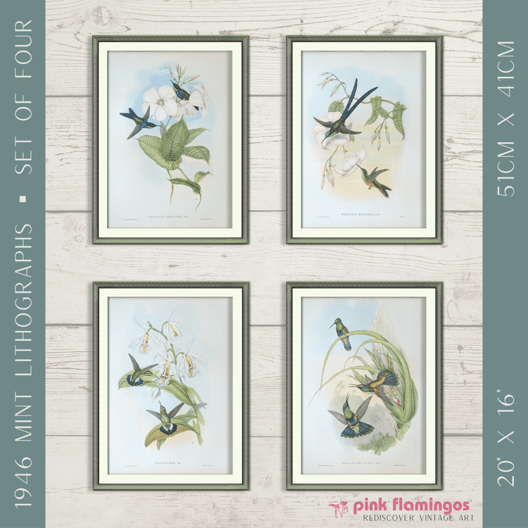 Gould Hummingbird Lithograph Set | 1946 Vintage Bird Prints | Mid - Century Wall Art - Offset Lithograph - Pink Flamingos