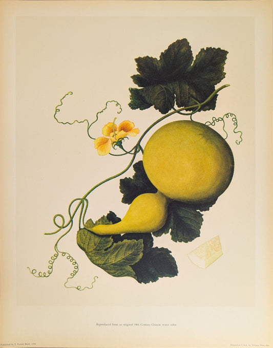 Gourd | 1950 Vintage Chinese Botanical Collotype | Rustic Botanical Wall Art - Collotype - Pink Flamingos