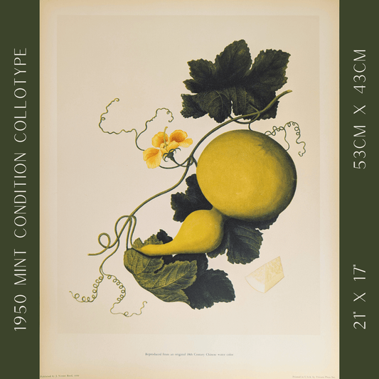 Gourd | 1950 Vintage Chinese Botanical Collotype | Rustic Botanical Wall Art - Collotype - Pink Flamingos