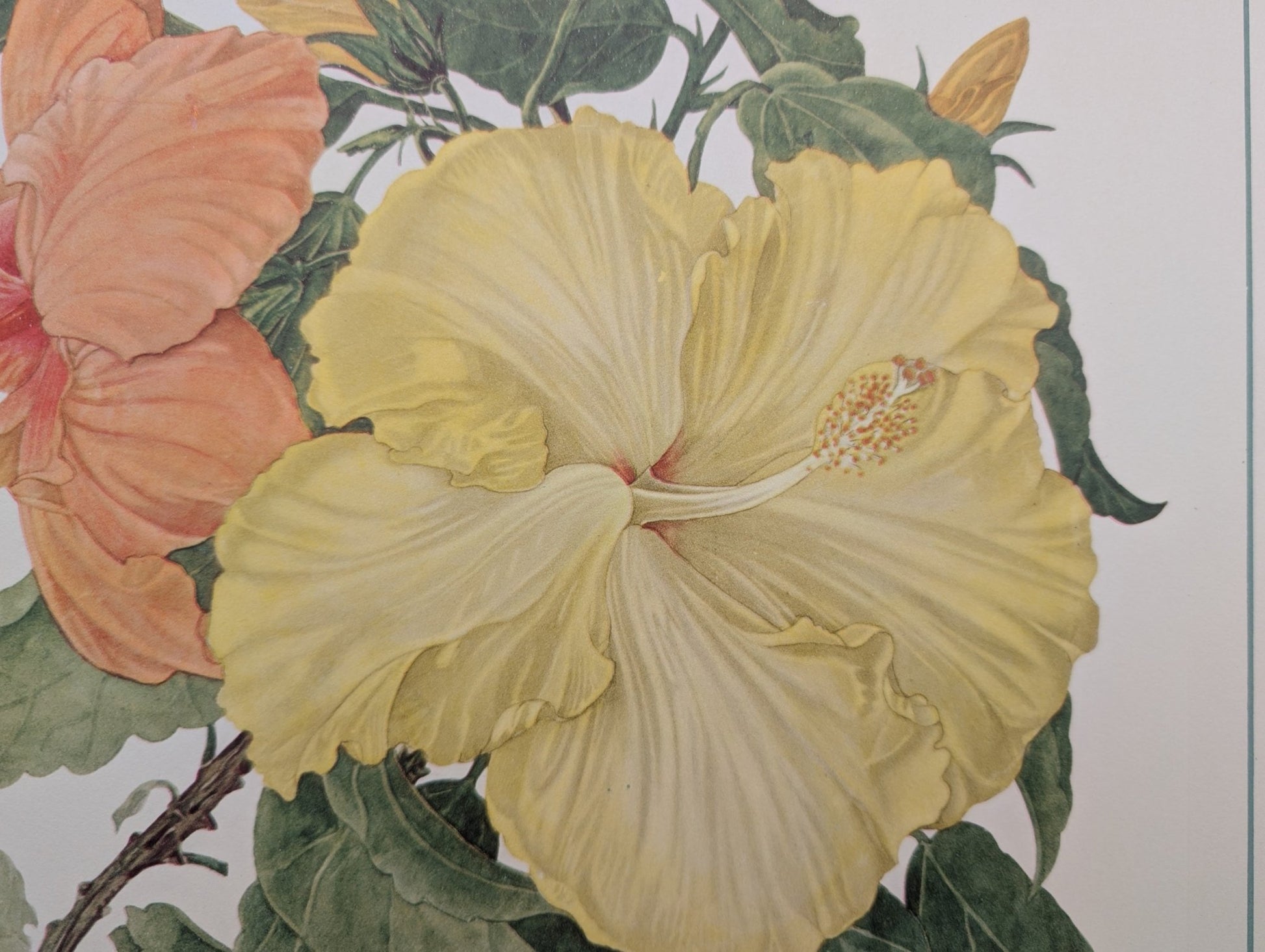 Hibiscus by Dorothy Platt | 1950 Vintage Botanical Collotype | Tropical Wall Art - Collotype - Pink Flamingos