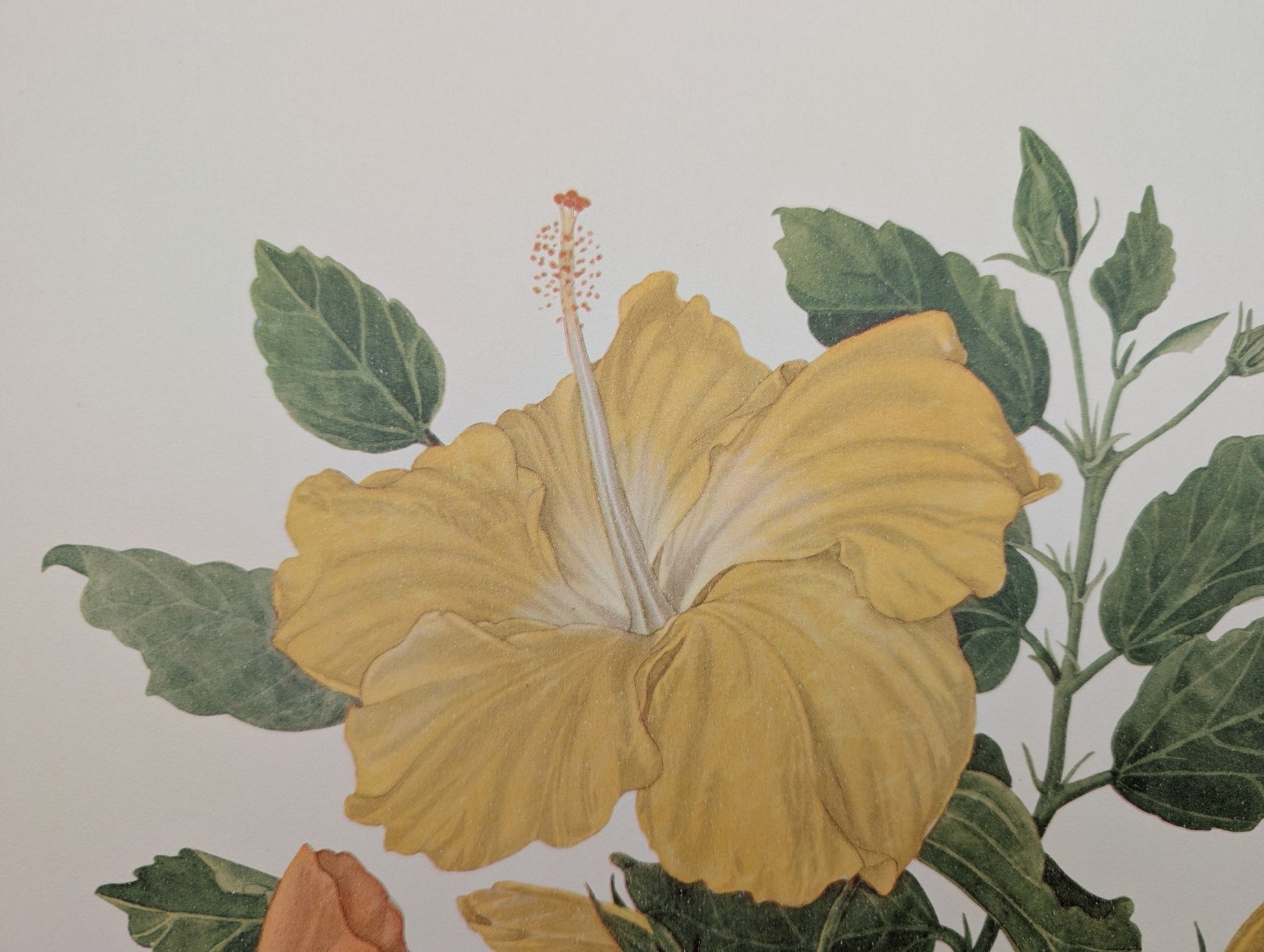 Hibiscus by Dorothy Platt | 1950 Vintage Botanical Collotype | Tropical Wall Art - Collotype - Pink Flamingos