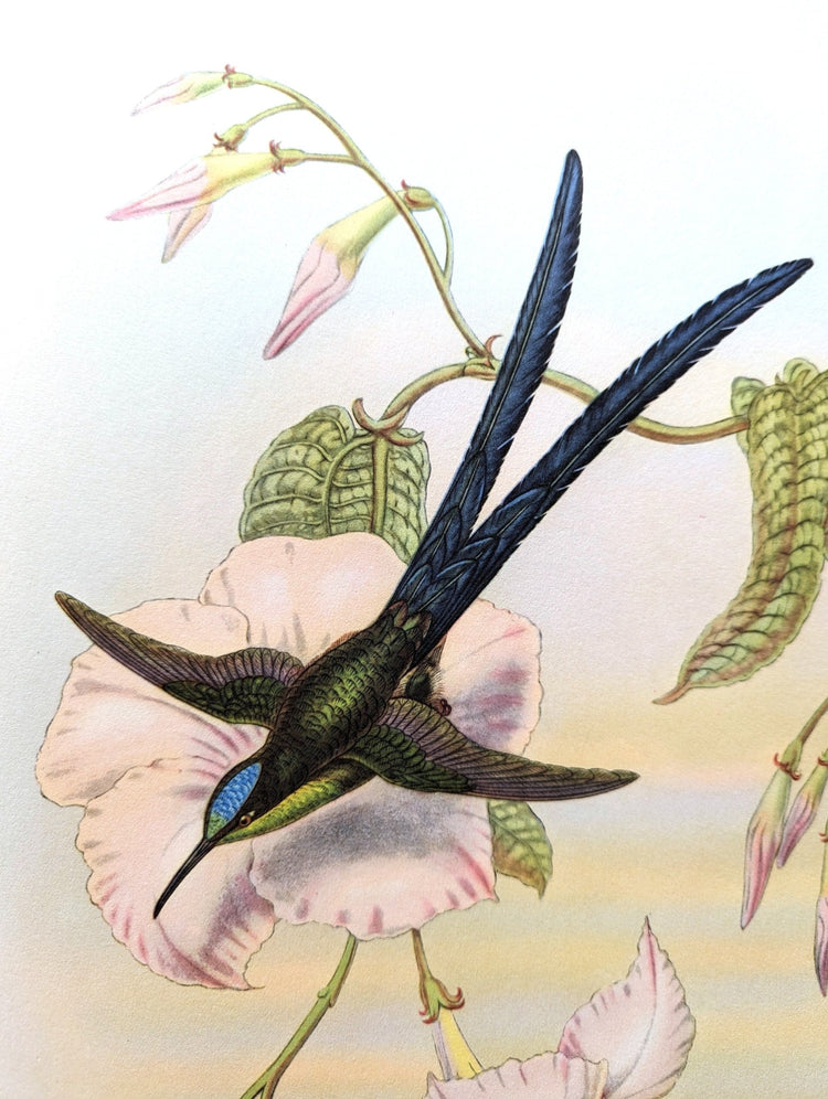 Hylonympha Macrocerca by Gould, mint condition authentic vintage lithograph printed in the 1940s - Offset Lithograph - Pink Flamingos