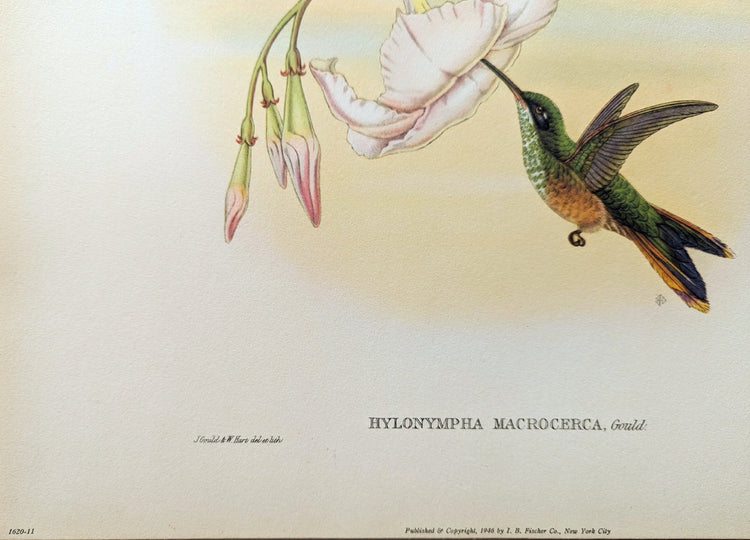 Hylonympha Macrocerca by Gould, mint condition authentic vintage lithograph printed in the 1940s - Offset Lithograph - Pink Flamingos
