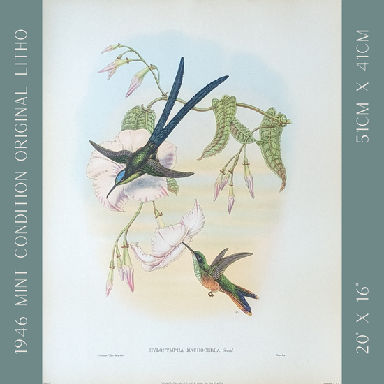 Hylonympha Macrocerca by Gould, mint condition authentic vintage lithograph printed in the 1940s - Offset Lithograph - Pink Flamingos