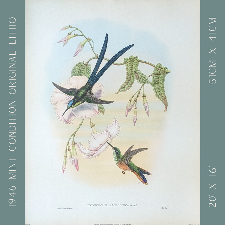 Hylonympha Macrocerca by Gould, mint condition authentic vintage lithograph printed in the 1940s - Offset Lithograph - Pink Flamingos