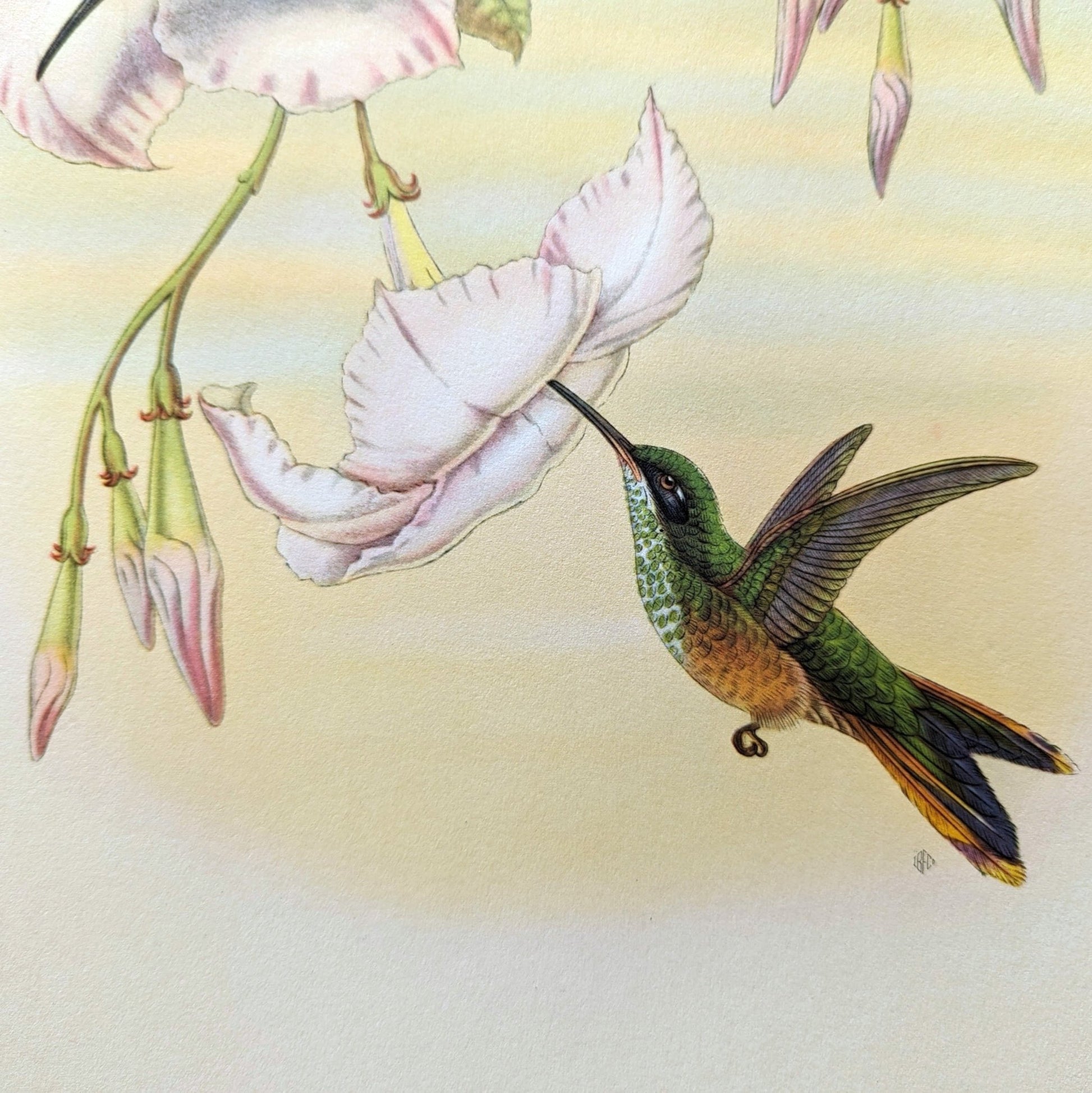 Hylonympha Macrocerca by Gould, mint condition authentic vintage lithograph printed in the 1940s - Offset Lithograph - Pink Flamingos