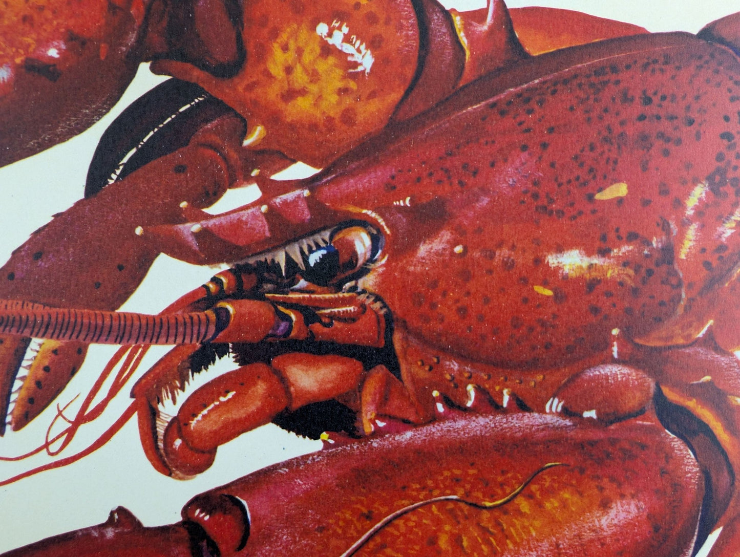 Lobster by A.P. Lowrie, large mint condition vintage collotype printed in 1950 - Collotype - Pink Flamingos
