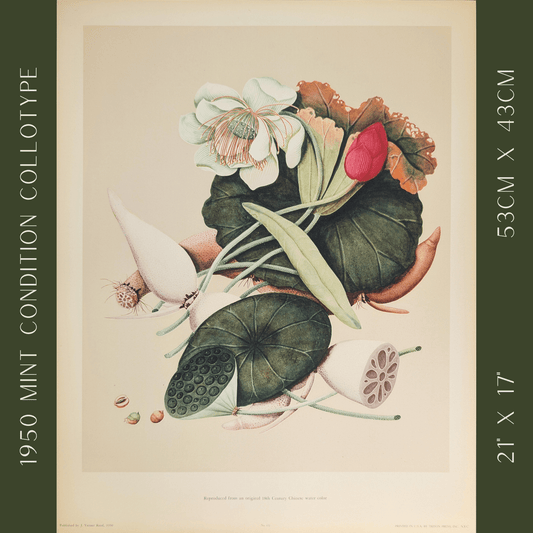 Lotus | 1950 Vintage Chinese Botanical Collotype | Asian Floral Wall Art - Collotype - Pink Flamingos