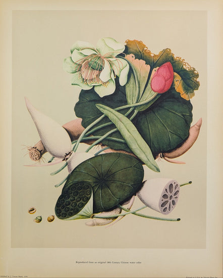 Lotus | 1950 Vintage Chinese Botanical Collotype | Asian Floral Wall Art - Collotype - Pink Flamingos
