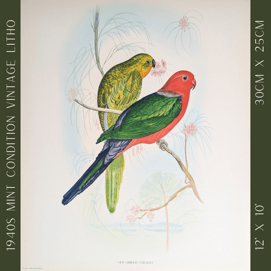 New Hebrides Parakeets by Gould | 1940s Vintage Lithograph | Tropical Bird Wall Art - Offset Lithograph - Pink Flamingos
