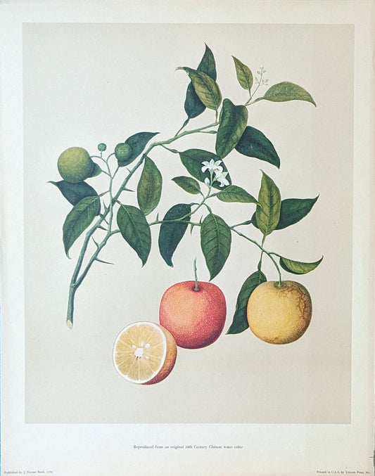 Orange | 1950 Vintage Chinese Botanical Collotype | Tropical Fruit Wall Art - Collotype - Pink Flamingos