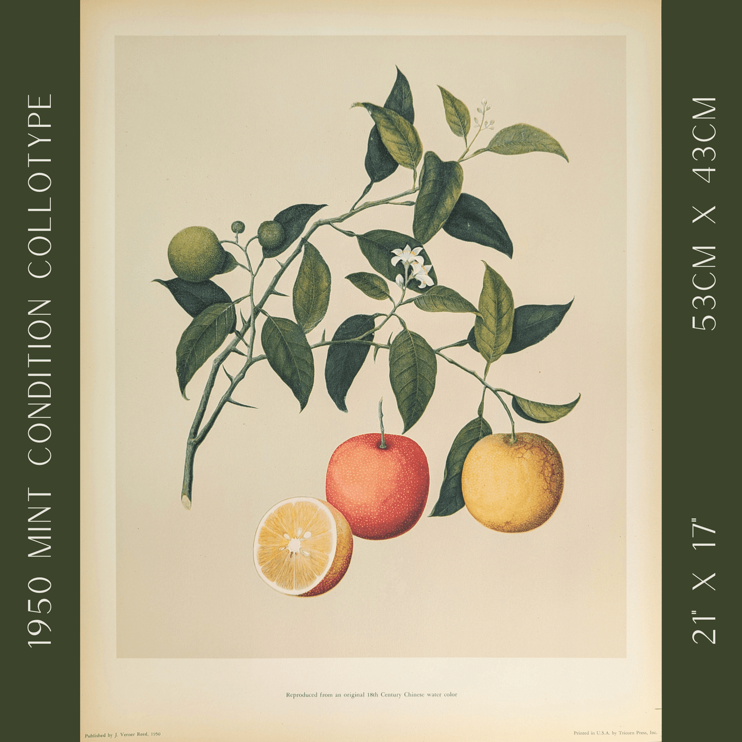 Orange | 1950 Vintage Chinese Botanical Collotype | Tropical Fruit Wall Art - Collotype - Pink Flamingos