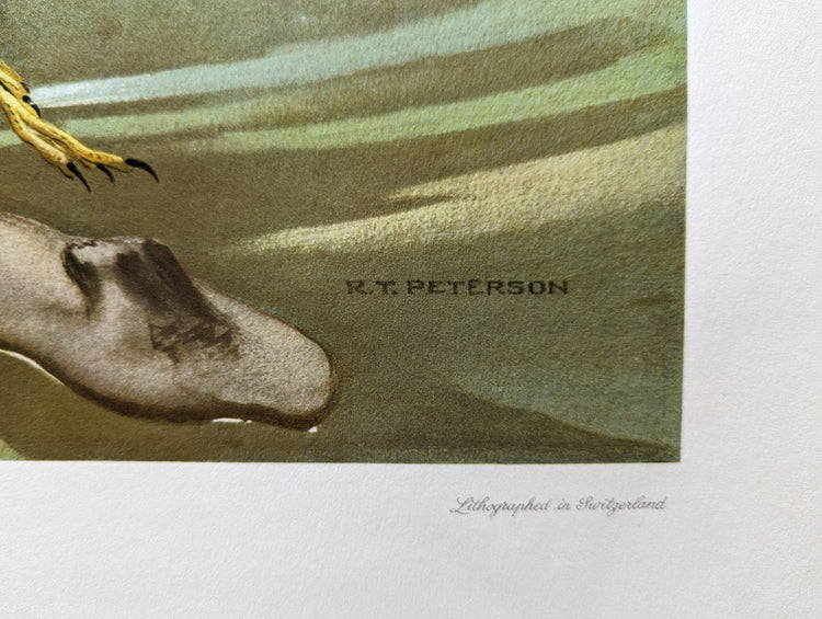 Snowy Egrets by Roger Tory Peterson | 1940s Audubon Style | Offset Lithograph | Coastal or Nature-Inspired Decor