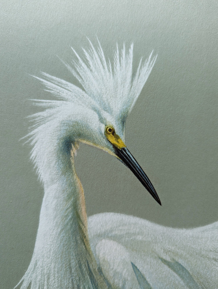 Snowy Egrets by Roger Tory Peterson | 1940s Audubon Style | Offset Lithograph | Coastal or Nature-Inspired Decor