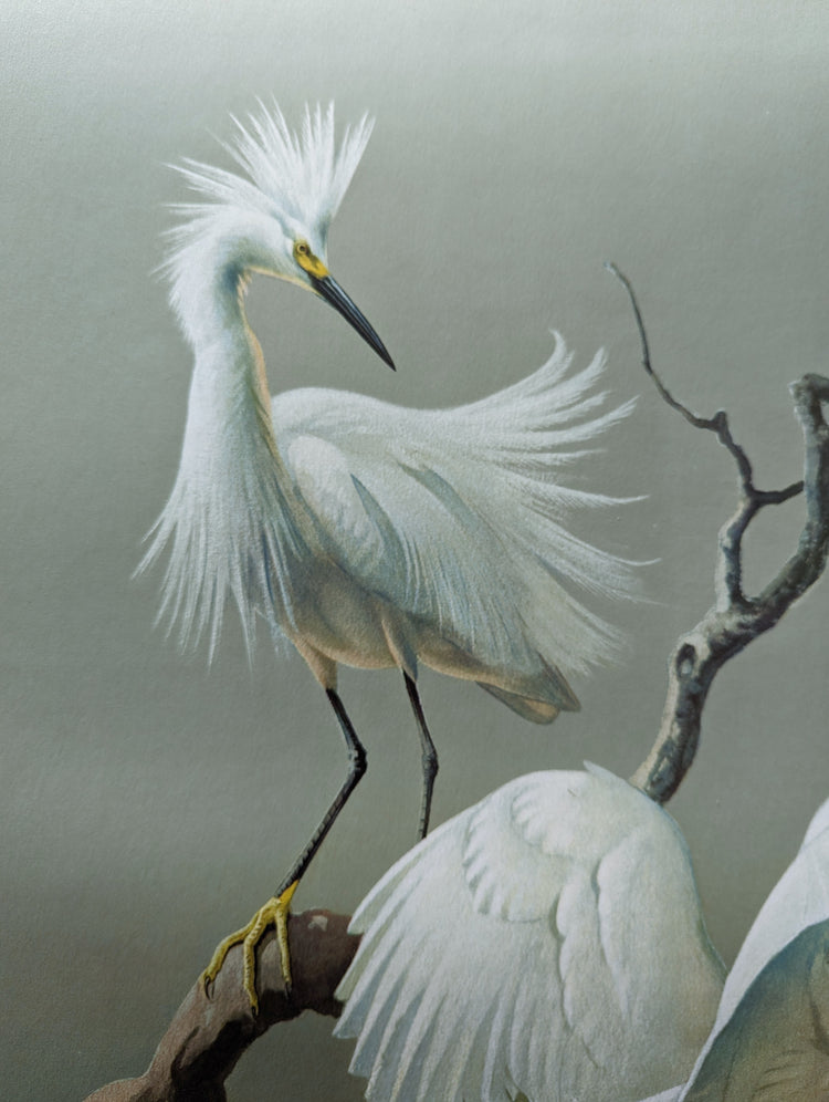 Snowy Egrets by Roger Tory Peterson | 1940s Audubon Style | Offset Lithograph | Coastal or Nature-Inspired Decor