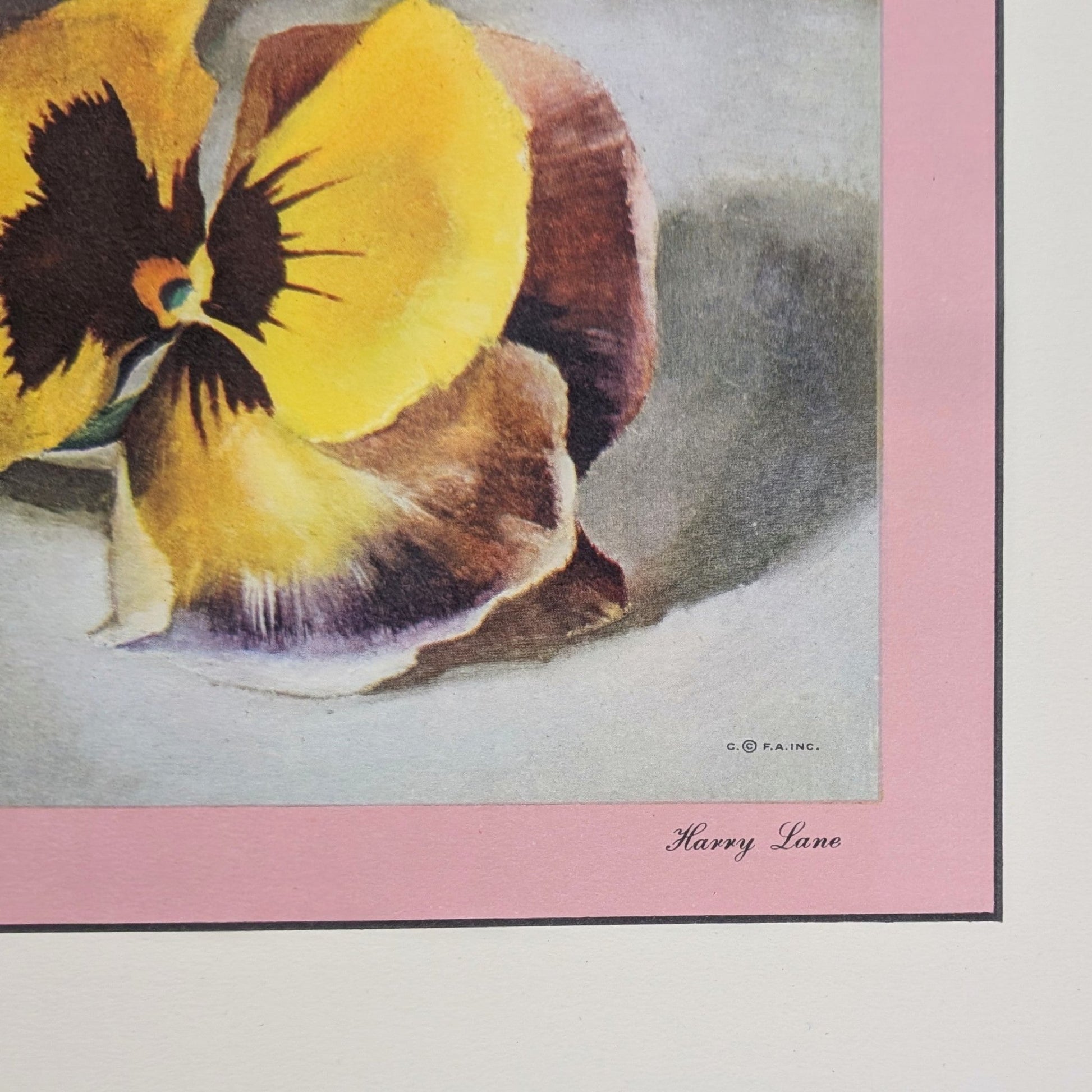 Pansies by Harry Lane | 1945 Vintage Lithograph | Still Life Floral Wall Art - Offset Lithograph - Pink Flamingos