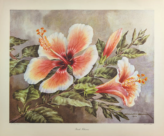 Peach Hibiscus by Erich F.T. Schenk | 1940s Vintage Floral Lithograph | Tropical Wall Art - Offset Lithograph - Pink Flamingos
