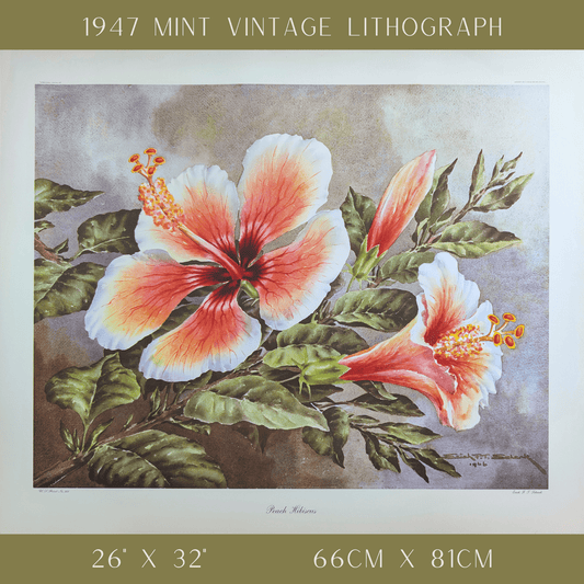 Peach Hibiscus by Erich F.T. Schenk | 1940s Vintage Floral Lithograph | Tropical Wall Art - Offset Lithograph - Pink Flamingos