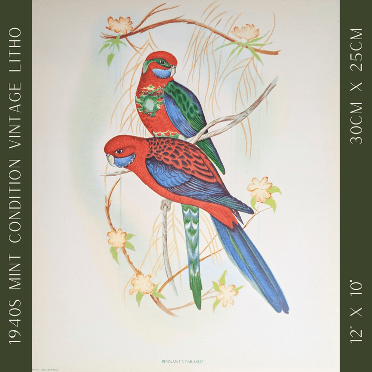 Pennant’s Parakeets by Gould | 1940s Vintage Lithograph | Tropical Bird Wall Art - Offset Lithograph - Pink Flamingos