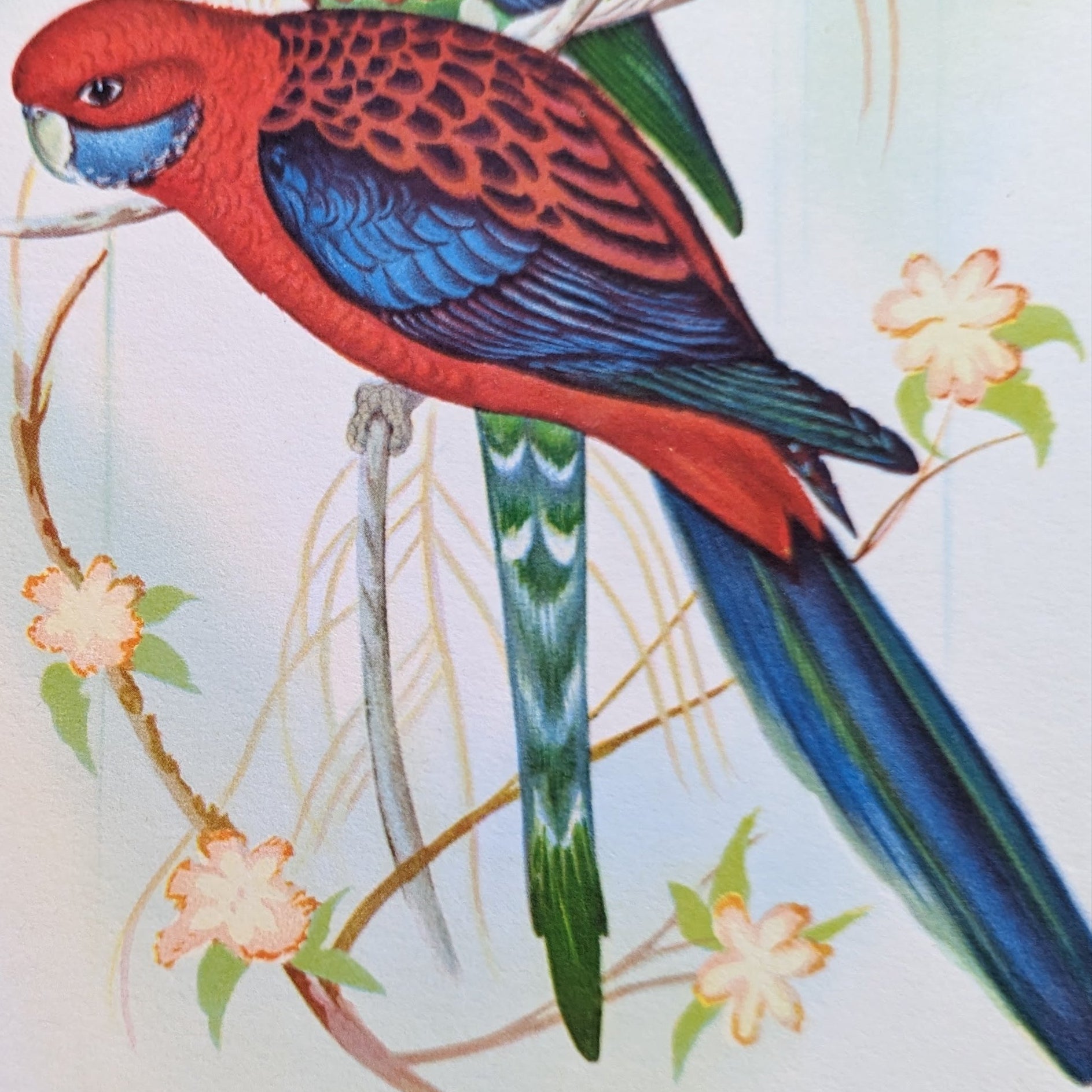 Pennant’s Parakeets by Gould | 1940s Vintage Lithograph | Tropical Bird Wall Art - Offset Lithograph - Pink Flamingos