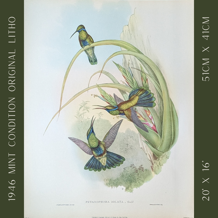 Petasophora Iolata by Gould, mint condition authentic vintage lithograph printed in the 1940s - Offset Lithograph - Pink Flamingos