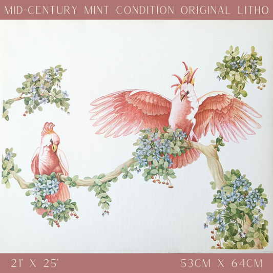 Pink Cockatoos by Turner, mint condition authentic vintage lithograph printed in the 1940s - Offset Lithograph - Pink Flamingos